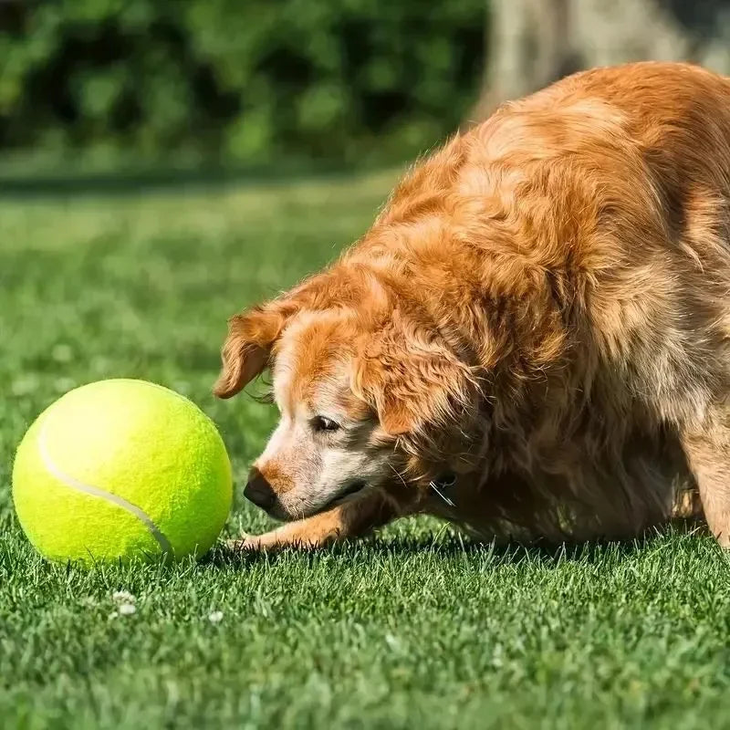 7/9,5 Inch Reusachtige Tennisbal – Opblaasbaar Hondenspeelgoed voor Training – 24 cm Grote Tennisbal met Luchtpomp – Interactief Speelgoed voor Honden