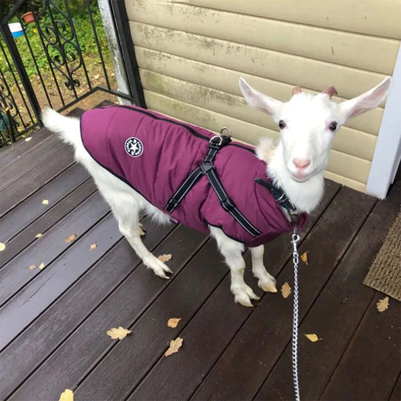 Winter Hondenjas – Warm & Reflecterend  Geschikt voor Kleine & Middelgrote Honden | Chihuahua, French Bulldog, Pug & Meer*